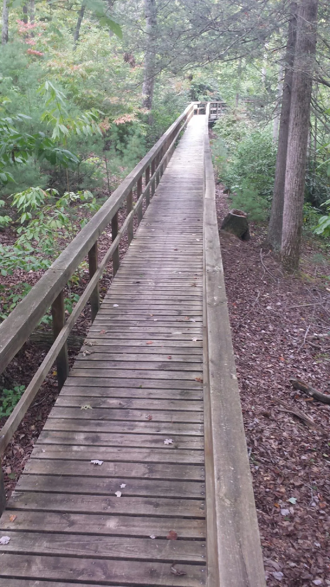 Long wood walkway with handrails built through the woods in Jefferson